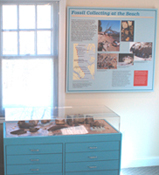Fossil Collecting Display