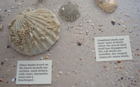 fossils