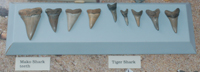 Two of the Paleontology display cases